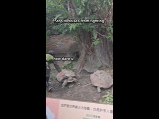 Fight Between Two Turtles Escalated, Probably After A Long, Long, Long History Of Beef.