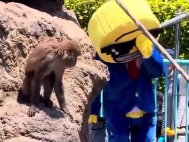Two Stupid Americans Have Been Arrested After Climbing Into The Zoo That Keeps Baby Punch.